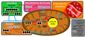 Gráfico de la respiración aeróbica dentro de una célula eucariota.