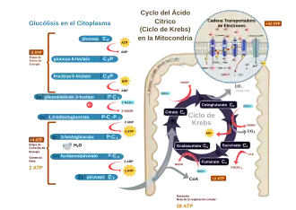 Respiración aerobica en el citoplasma y las mitocondrias.