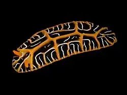 Reticulidia halgerda