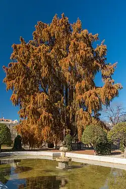 Ahuehuete (Ciprés Calvo) en el Parterre del Retiro.