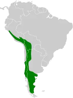 Distribución geográfica del yal pechinegro.