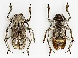 Rhytiphora maculicornis