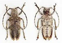 Rhytiphora pulverulens