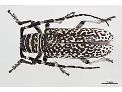 Rhytiphora saundersii