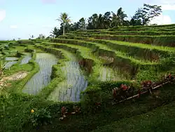 Arroz en Bali