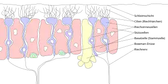 Composición de la neurona receptora olfatoria (subtítulos en alemán)