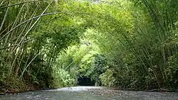 Uno de los principales sitios con potencial eco turístico en el municipio de La Palma