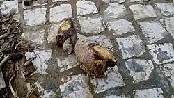 Rizoma de caña común arrastrado por una riada sobre un suelo adoquinado