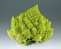 Brassica Oleracea, ejemplo de simetría fractal vegetal