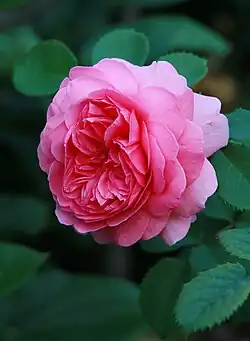 Rosa 'Princess Alexandra of Kent', David Austin 2007.