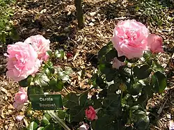 'Carole Bouquet' 2000, Grupo: Híbrido de té.