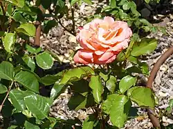 'Dorita', José Galán 1976. Mejor variedad española en 1976.