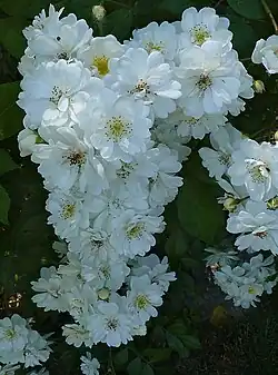 'Guirlande d'amour', Louis Lens 1993. Medalla de oro de Madrid 1994.