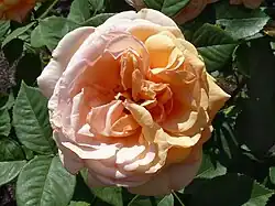 'Leander', Austin 1982/ obtenida por el cruce de 'Charles Austin' x planta de semillero.