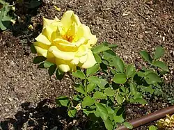 Rosa 'Lourdes Arroyo' Viveros F. Ferrer 1994.