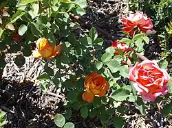 'María Ribas de Bañuls', V. Muñoz 1985. Mejor variedad española en 1985.