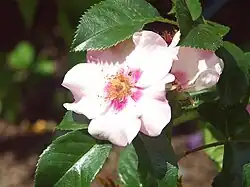 Rosa 'Peace and Love'