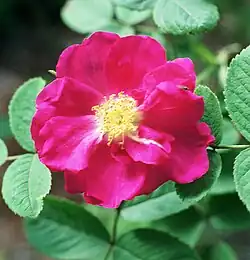 'Portland Rose'.