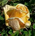 Rosa 'Golden Ophelia', B.R. Cant 1918.