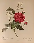 Rosa chinensis var. cruenta, antes de 1810.