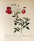 Rosa indica sertulata, antes de 1818.