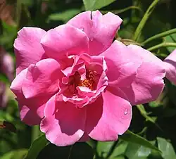 'Mrs Fred Danks' 1951. Flores bien perfumadas de 9 cm de color malva-lila-violeta en un arbusto de dos metros; remontante. Jardín Botánico de Geelong.