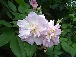 'Narrow Water', Daisy Hill Nursery ~1901.