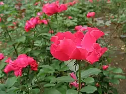 Rosa 'Permanent Wave', Leenders 1933.