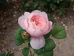 Rosa 'Queen of Sweden', Austin 2004. Obtentor conseguido por el cruce de planta de semillero x 'Charlotte'.