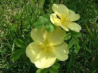 Rosa hugonis