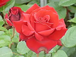 'Ingrid Bergmann' por Poulsen.