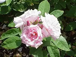 'Kathleen Harrop', Dickson, 1919