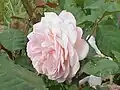 Rosa 'Leander'