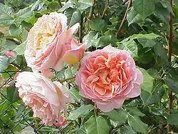 Rosa 'Abraham Darby', David Austin 1985.