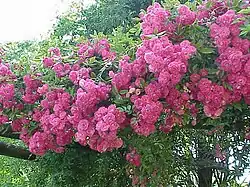 ‘Marie Gouchault’