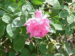 'Zéphirine Drouhin'