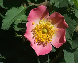 Flor de Rosa.