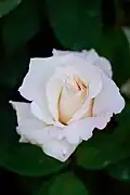 La rosa 'Kokyu'.