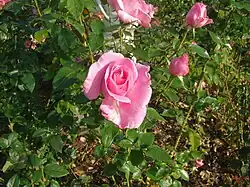 'Rose de Rennes' ADAM Liffré I&IV 1992.