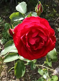 Rosa roja.