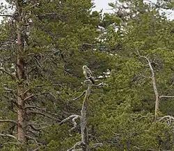 Un rapace sur la cime d'un arbre.
