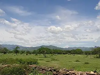 La sabana tropical seca en la región de Choluteca (Honduras)