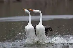 Part of the complex courtship behavior of Clark's Grebes