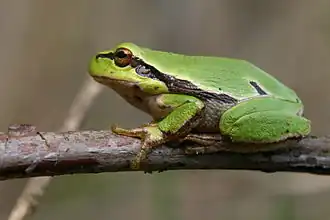 Hyla arborea