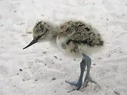 Cría de avoceta.