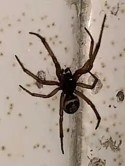 Tijuana, Baja California, México