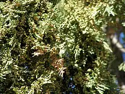 Follaje e inflorescencias