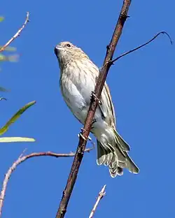 Hembra pelzelni en Costanera, Buenos Aires, Argentina.