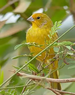 Macho pelzelni en el Pantanal de Brasil.