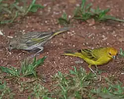Pareja de sicalis flaveola pelzelni en Iguazú, Misiones, Argentina.